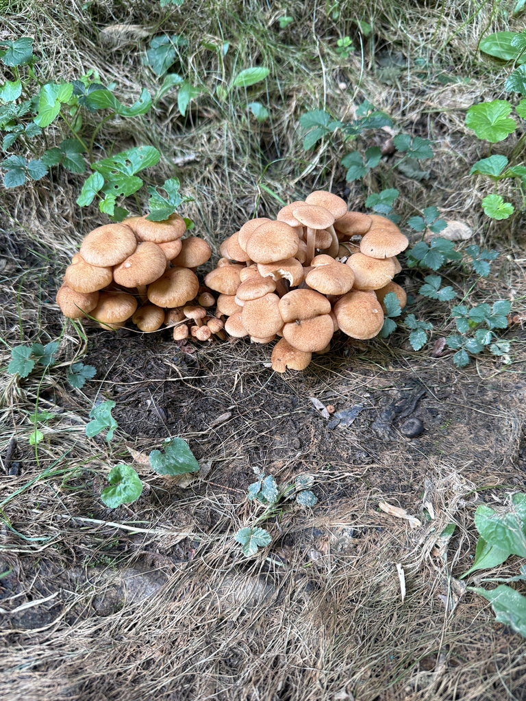 Ringless Honey Mushroom · July 2026 · photo: Photo: no rights reserved · iNaturalist