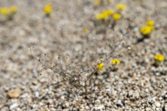 Nemacladus sigmoideus