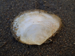 Macoma