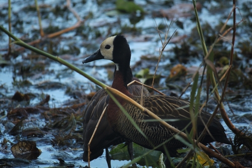 iNaturalist image