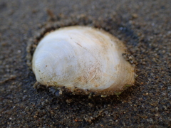 Macoma