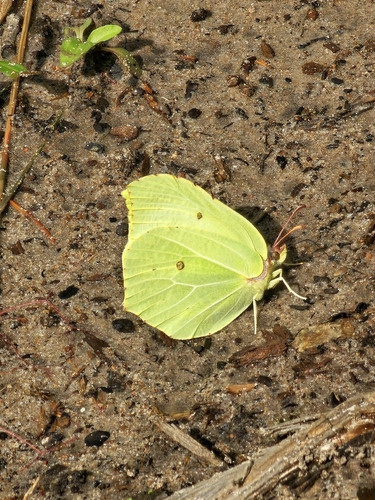 Common Brimstone