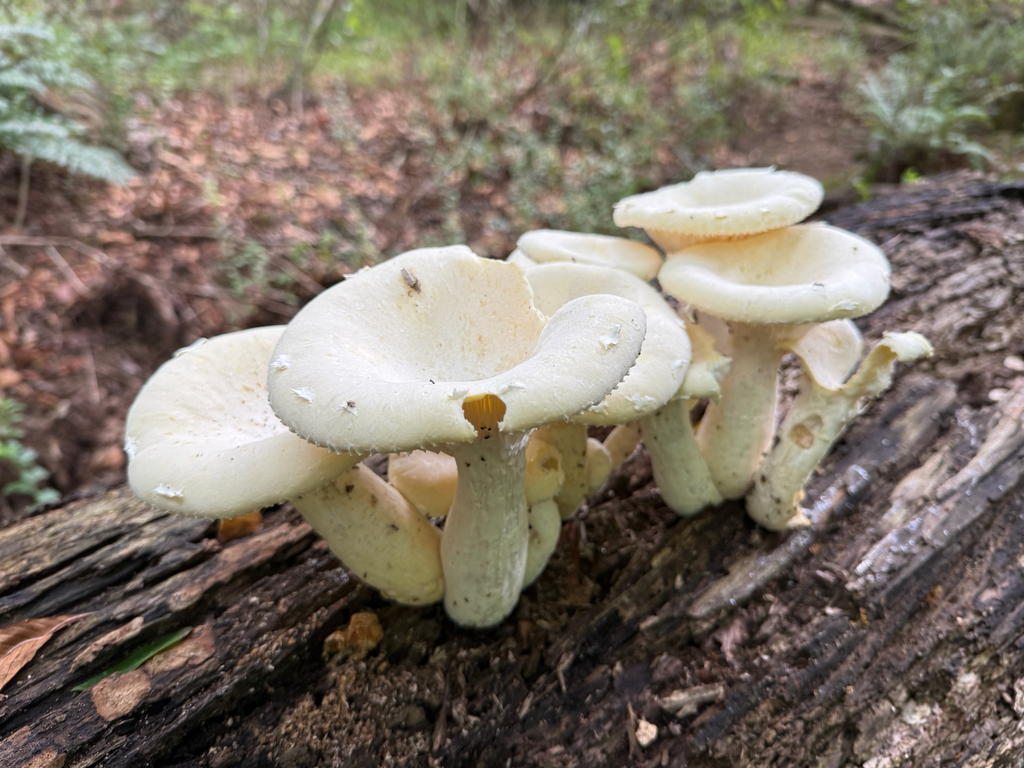 Lynx Paw Oyster · July 2026 · photo: Photo: no rights reserved · iNaturalist