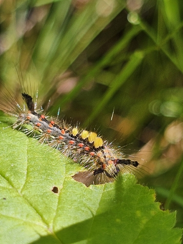 Rusty Tussock Moth