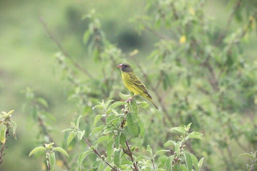 Southern Citril (Crithagra hyposticta), photo 1