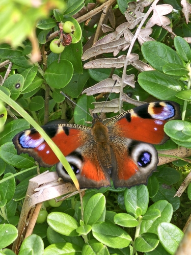 European Peacock Butterfly