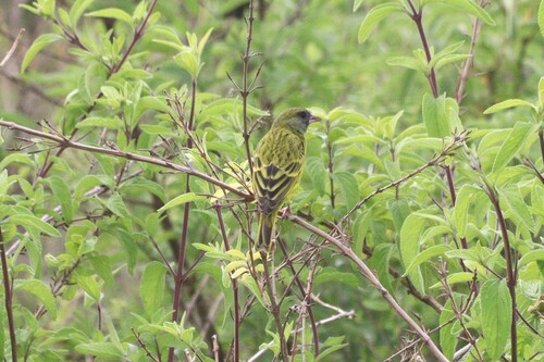 Southern Citril (Crithagra hyposticta), photo 2