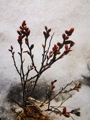 Myrica gale tomentosa