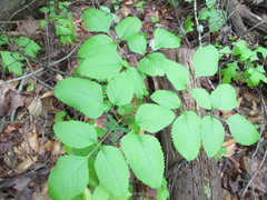 Ligusticum canadense