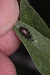 Microrhopala rubrolineata