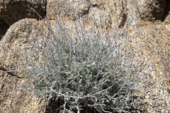 Eriogonum wrightii nodosum
