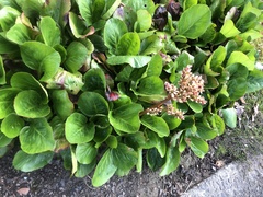Bergenia crassifolia