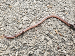 Carphophis amoenus helenae