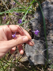 Delphinium gracilentum