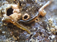Phyllodocida