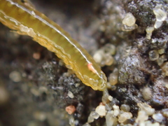 Phyllodocida