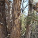 Acacia nefasia