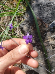 Delphinium gracilentum