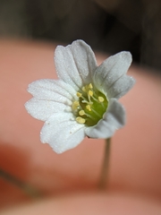 Sabulina douglasii