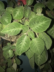 Episcia
