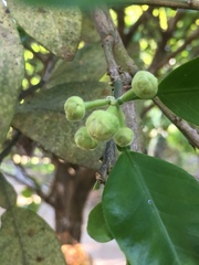 Citrus maxima
