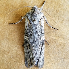 Lithophane pertorrida