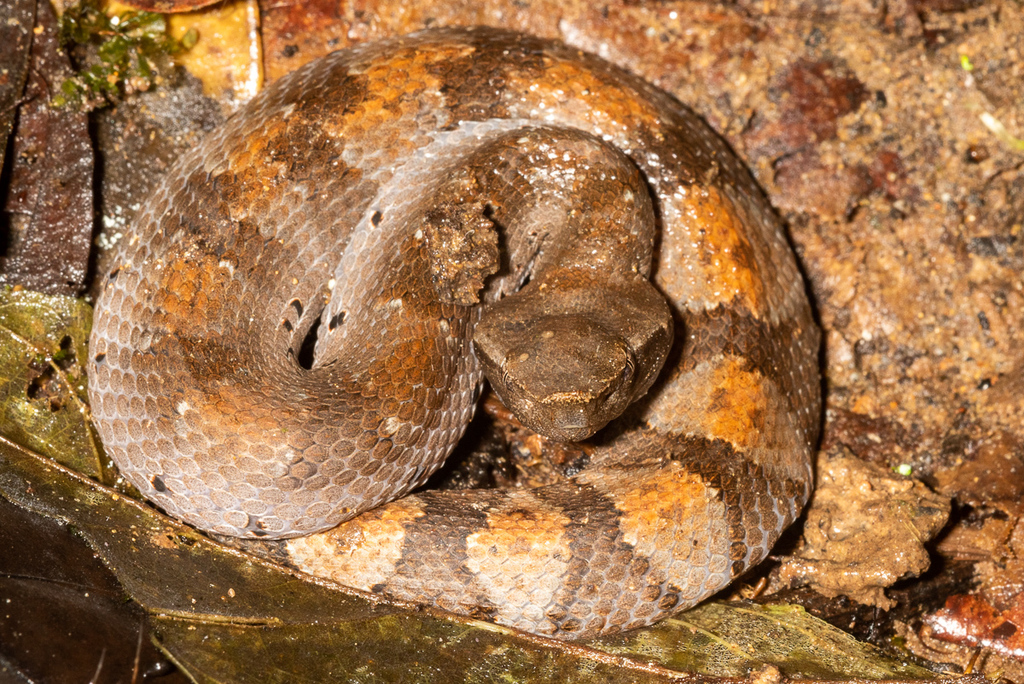 Amazonian Toad-Headed Pitviper