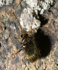 Ptilodactylidae
