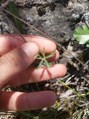 Delphinium gracilentum