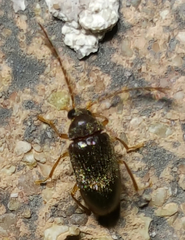 Ptilodactylidae