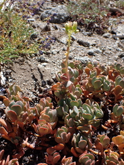 author not stated, no rights reserved Sedum oregonense, photograph author not stated, no rights reserved