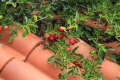 Malpighia emarginata