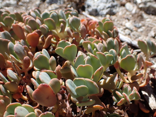 Sedum oregonense, photograph 4