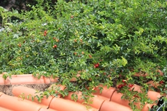 Malpighia emarginata