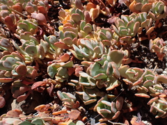 author not stated, no rights reserved Sedum oregonense, photograph author not stated, no rights reserved