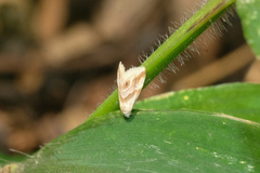 Eublemma roseana