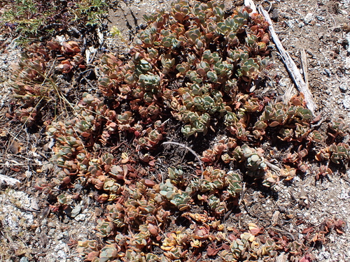 Sedum oregonense, photograph 6