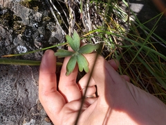 Delphinium gracilentum