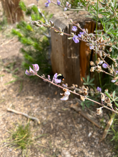 iNaturalist observation photo of Yellow-faced Bumble Bee