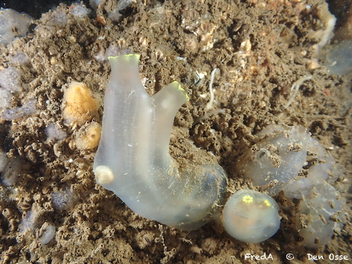 Sea Vase, Schouwen-Duiveland, Pays-Bas, photo 10 of 10
