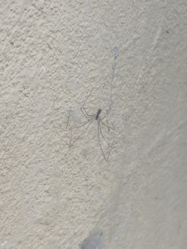 Marbled Cellar Spider
