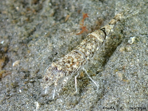 Brown Shrimp, photo 2 of 7