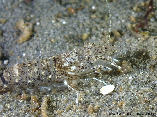 Brown Shrimp, photo 7 of 7