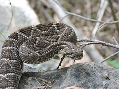 Crotalus durissus terrificus