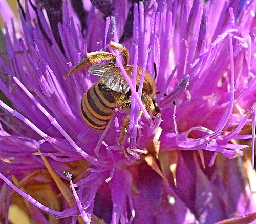 Great Banded Furrow Bee photo 4