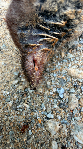 Common Shrew