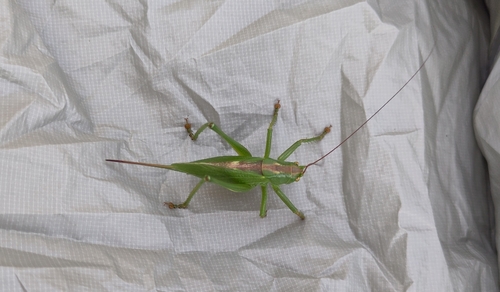 Upland Green Bush-cricket