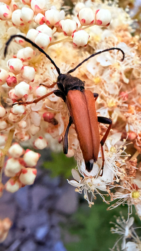 Red Pine Longhorn Beetle