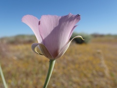 Calochortus striatus