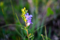 Dyschoriste oblongifolia